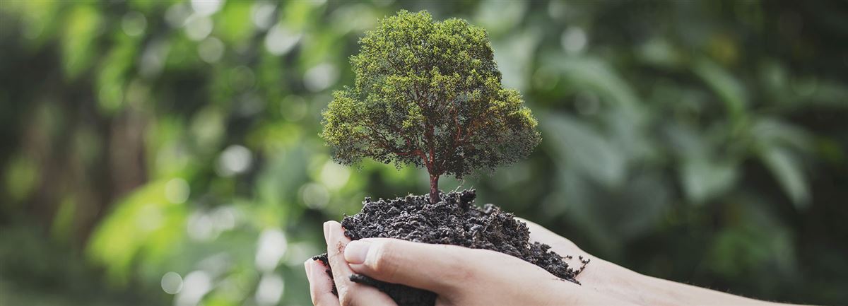 planting a tree eco friendly- Handelsbanken.se