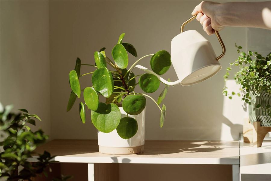 Watering a houseplant