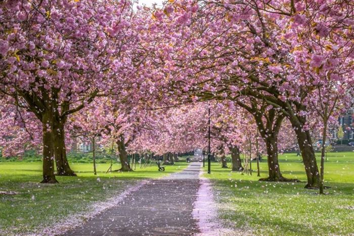 Blossom trees