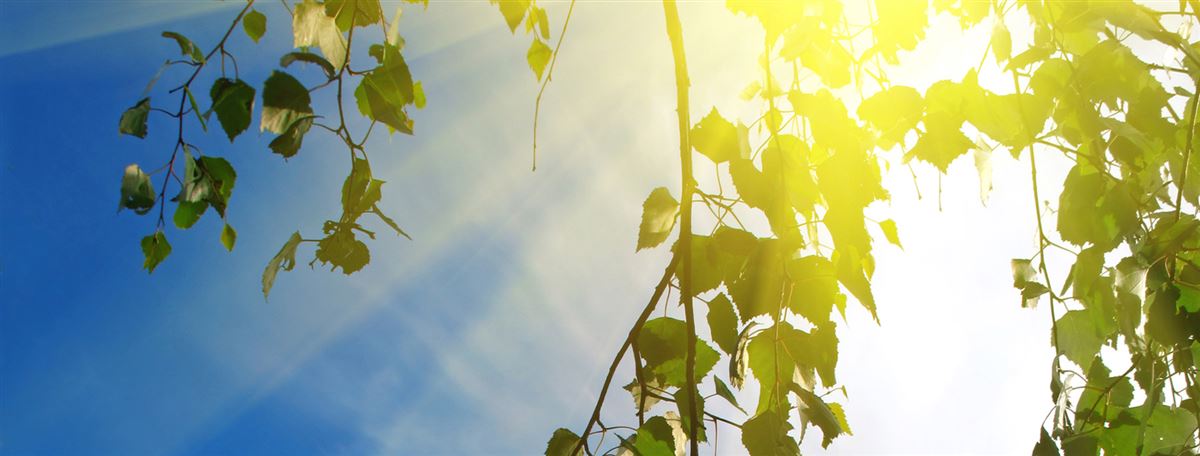 birch branches in the sun