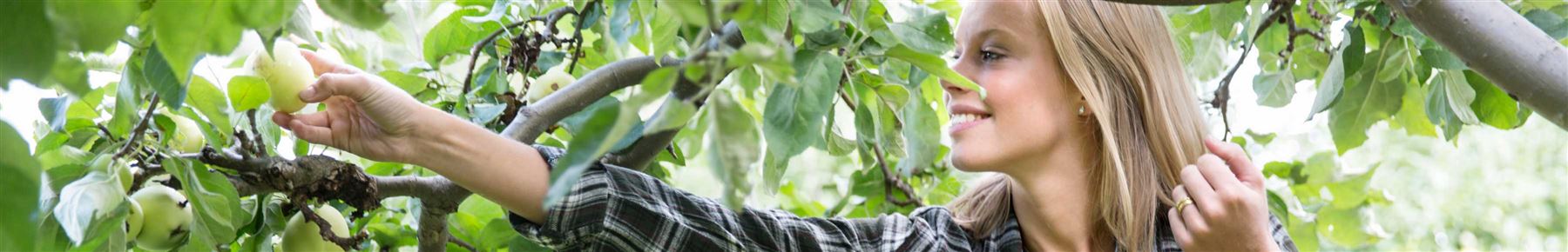 Picking Apples in the tree